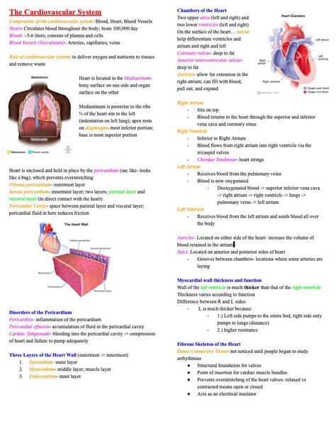 This file is a notes document for the unit on The Cardiovascular System from basic Anatomy and Physiology, a pre-requisite for nursing school This document covers the subjects of: -Anatomy of the heart -Disorders of the Cardiovascular System -The Conduction System -Cardiovascular Tissue Note- Blood Vessels and Circulation are in a SEPARATE document titled "Blood Vessesl and Circulation"  Note- this is a DIGITAL DOWNLOAD. It can be downloaded directly to your device immediately after purchasing. No item will be physically sent to you in the mail Anatomy Of The Heart Notes, Anatomy Of Heart Notes, Blood Anatomy Notes, Cardiovascular System Notes Nursing, Electrophysiology Of The Heart, Heart Anatomy Notes, Cardiovascular System Notes, Anatomy And Physiology Notes Study, The Heart Notes