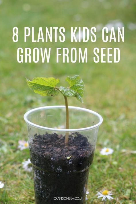 8 Easy Plants Kids Can Grow From Seed #kidsactivities Nature, Seed Planting For Kids, Seeds Preschool, Planting Flowers From Seeds, Seed Craft, Seed Growing, Easiest Flowers To Grow, Gardening Activities, Grow From Seed