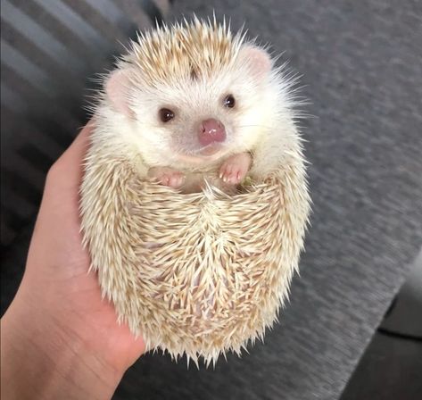 Albino Hedgehog, Pygmy Hedgehog, Critters 3, Hedgehog Pet, Cute Small Animals, Cute Hedgehog, Pretty Animals, Hedgehogs, Cute Little Animals