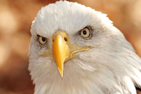 Eagle Leadership Traits-The 6 Positive Leadership Traits of  Eagle Man Should Learn From Eagle Characteristics, Positive Leadership, Leadership Characteristics, Leadership Traits, Illinois River, Wood Badge, Eagle Images, Bald Eagles, Character Trait