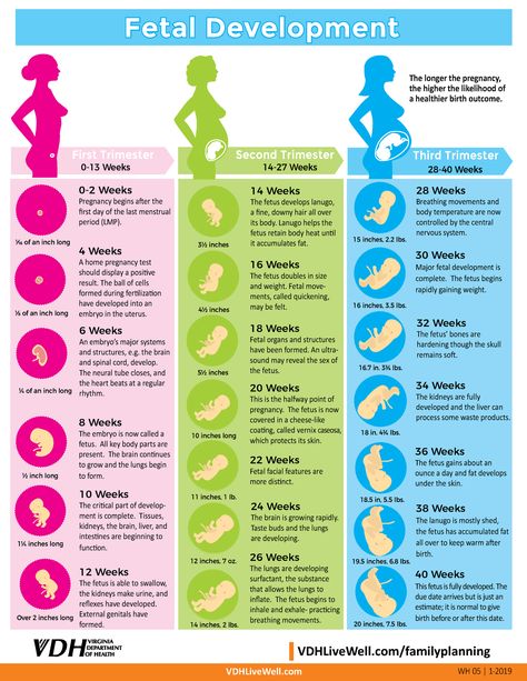 Fetal Development chart 12 18 18 1 - VDHLiveWell VDHLiveWell/familyplanning 0-13 Weeks ¼ of an inch - Studocu Pregnancy Chart Weeks, 13 Weeks Pregnant Ultrasound, Fetal Growth Chart, Fetal Development Week By Week, Trimester Chart, Trimester Weeks, Stages Of Fetal Development, Pregnancy Development, Pregnancy Prep