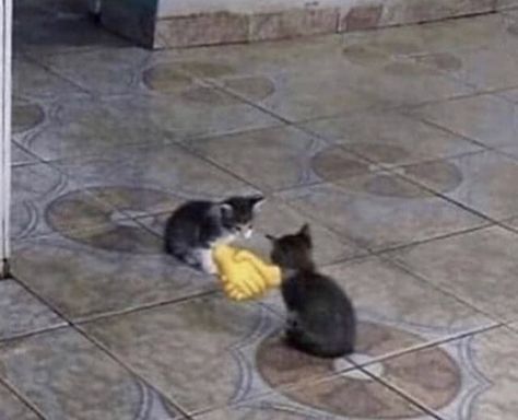 Two cats holding hands Cats Holding Hands, Holding Hands