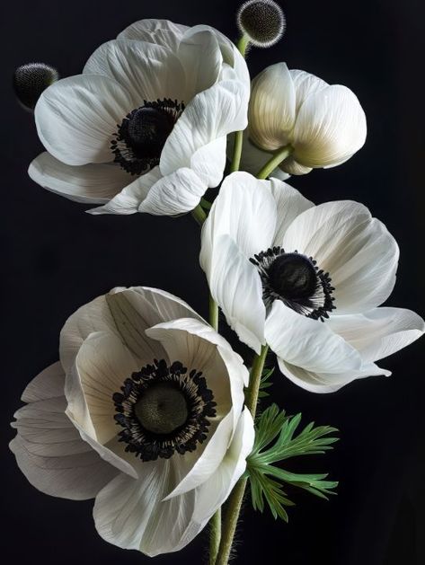 White Flowers 2 - Bilge Paksoylu Dahlia Flower Aesthetic, Flower Reference Photo, Anemone Flower Bouquet, Anenome Flower, Poppy Anemone, Flower Anemone, Organic Flowers, White Anemones, Flower Black And White