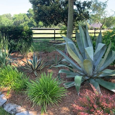 Southern Landscaping, Full Sun Landscaping, Mount Pleasant South Carolina, Landscaping Along Fence, Coastal South Carolina, Fine Gardening Magazine, Coastal Landscaping, Fall Bulbs, Coastal Gardens