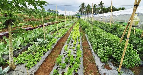 Top 6 Organic Farms and Restaurants in the Philippines Vegetable Garden Philippines, Philippine Farm, Farm Philippines, Vegetables Farm, Growing Organic Tomatoes, Organic Gardening Pest Control, Farm Restaurant, Farm Plans, Vegetable Farming