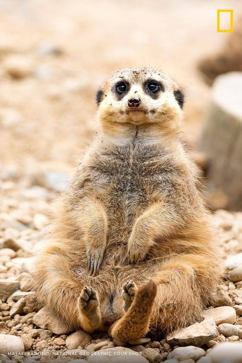 Baby Meerkat, Cute Animal Tattoos, Tattoo Nature, Animal Print Wallpaper, Caption This, Animal Antics, Super Cute Animals, Paint Code, Dog Images