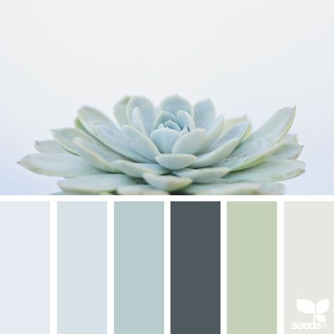 Seeds Color Palette, Spa Colors, Interior Paint Colors Schemes, Seeds Color, Nature Color Palette, Nature Inspired Decor, Room Color Schemes, Theme Color, Design Seeds