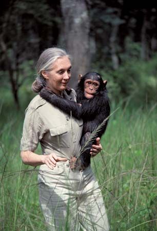 Jane Goodall | Biography & Facts | Britannica.com Ecologist Aesthetic, Woman With Animals, Zoologist Aesthetic, Murakami Haruki, Conservation Biology, Wildlife Biologist, Jane Goodall, Animal Liberation, Great Ape