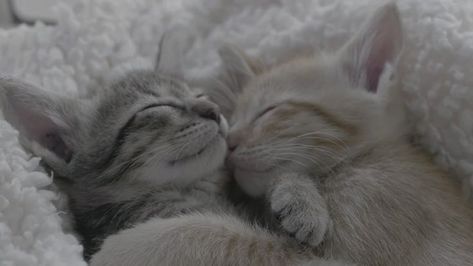 Cute kittens, cute cats, discord header, twitter banner, header, banner, animal photography, cats aesthetic, cats and kittens, cats cute Cats Discord Banner, Discord Header, Aesthetic Cats, Discord Banner, Cute Headers, Cats Aesthetic, Twitter Banner, Header Banner, Cat Aesthetic