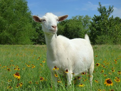 Nigerian Dwarf Goat (Capra aegagrus hircus) in wildflowers (OC) Goat Aesthetic, Goat Photos, G.o.a.t Wallpaper, Grandparents House, Images Of Animals, Farm Pictures, Cute Goats, Misty Forest, Hobby Farms