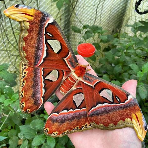 Tropical Butterflies UK on Instagram: “Giant atlas moth, Attacus atlas #butterfly #butterflies #butterflyhouse #butterflyfarm #greenhouse #tropical #lepidoptera #lepidopterist…” Atlas Moth Aesthetic, Greenhouse Tropical, Atlas Core, Insect Reference, Attacus Atlas, Tropical Butterflies, Beautiful Moths, Butterfly Unique, Giant Butterfly