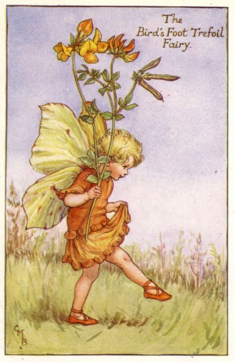 Flower Fairies - Cicely Mary Barker - 1925 Summer Fairy, Fairy Illustration, Fairy Pictures, Cicely Mary Barker, Fairy Friends, Fairies Elves, Vintage Fairies, Flower Fairies, Beautiful Fairies