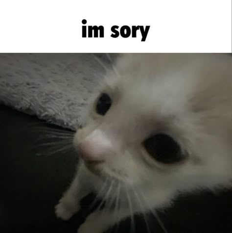 Im Sorry Cat Reaction Pic, Cat Reaction Pictures, Cat Reaction Pics, Cat Reaction, Funny Looking Cats, Silly Cats Pictures, Nothing New, Cute Cats Photos, Taking A Break