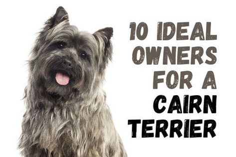 10 Types of People Who Should Consider Owning a Cairn Terrier Cairn Terrier Puppies, Cairn Terrier Mix, Puppy Checklist, Norfolk Terrier, Cairn Terriers, Grooming Style, Terrier Breeds, Yorkie Dogs, Terrier Puppies