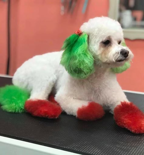 Christmas Dog Grooming Ideas, Christmas Dog Dye Ideas, Creative Dog Grooming Christmas, Christmas Dog Hair Dye, Christmas Creative Grooming, Dog Hair Color Ideas, Walking Ideas, Dog Hair Dye, Honey Ideas