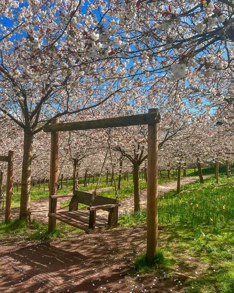 The Alnwick Garden on Instagram: "📣It's Blossom Time!📣   Yes, you heard that right! The largest Taihaku Cherry Orchard is now in full bloom🌸  Lasting only 2 weeks of the year, it's not to be missed!👀  Entry to The Orchard is included with standard Garden Entry, book your visit today at alnwickgarden.com ✨   Share your blossom pictures with us by using the hashtag #TAGBlossom #AlnwickGarden #alnwick #northumberland" Cherry Blossom Orchard, Tom Lake, Hermit House, Alnwick Gardens, Blossom Pictures, Garden Entry, The Cherry Orchard, Cherry Orchard, Cherry Apple