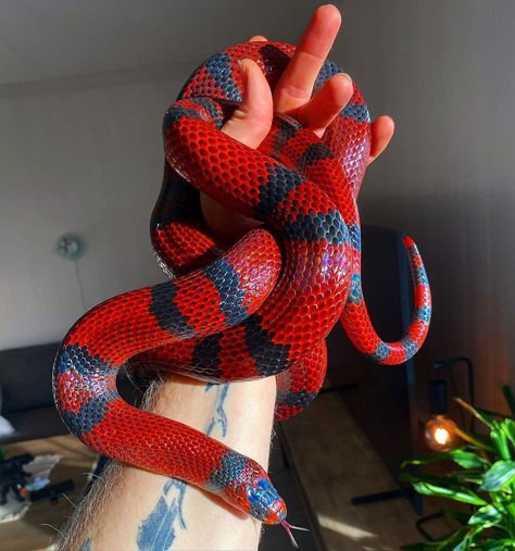 Honduran Milk Snake, Milk Snake, Pretty Snakes, Colorful Snakes, Reptile Tank, Cute Reptiles, Cute Snake, Reptile Snakes, Beautiful Snakes