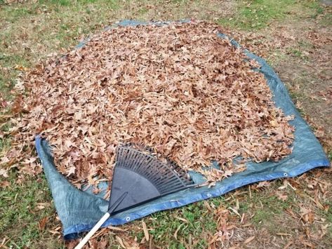 Raking fallen leaves onto a large blue tarp. Leaf Cleanup Hacks, How To Save Fall Leaves, How To Get Leaf Skeleton, Leaf Blower Hacks, Raking Leaves Hack, Leaf Clean Up, Bob Villa, Rake Head, Raking Leaves