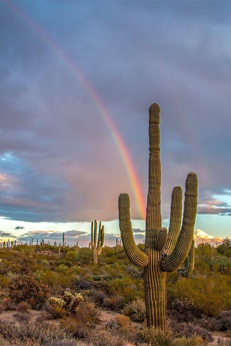 Catus Landscaping Wallpaper, Arizona Wallpaper Iphone, Desert Cactus Photography, Arizona Desert Aesthetic, Desert With Cactus, Cactus In Desert, Desert Rainbow, Cactus Photos, Desert Images