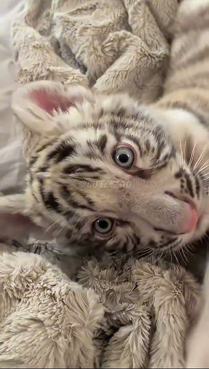 Funny Baby Animals, Animal Kindergarten, Tiger Kitten, Tiny Baby Animals, Funny Wild Animals, Adorable Baby Animals, Tiger Baby, Baby Tigers, Cute Tiger