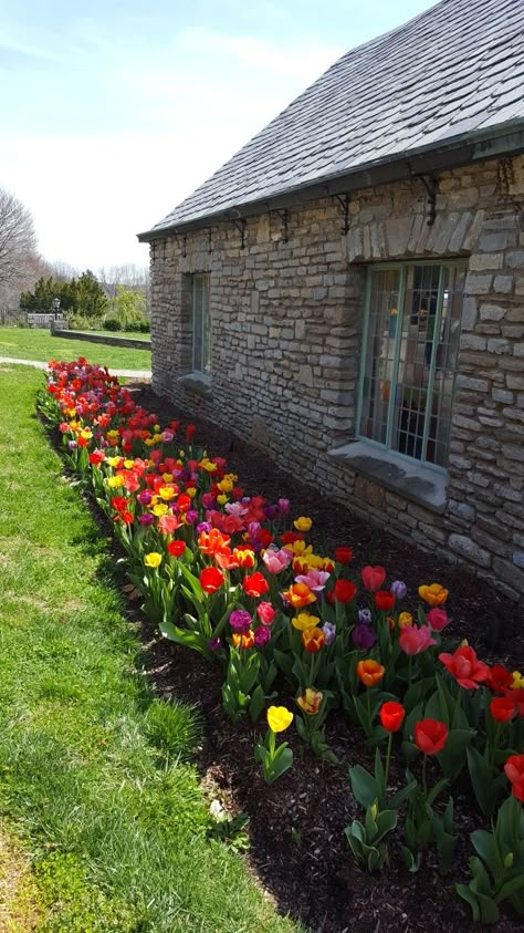 Flower Beds In Front Of House Tulips, Home Tulip Garden, Tulip Landscaping Ideas, Backyard Tulip Garden, Tulips In Garden Bed, Front Yard Tulip Landscaping, Tulip Yard Ideas, Front Yard Tulips, Tulips In Landscaping