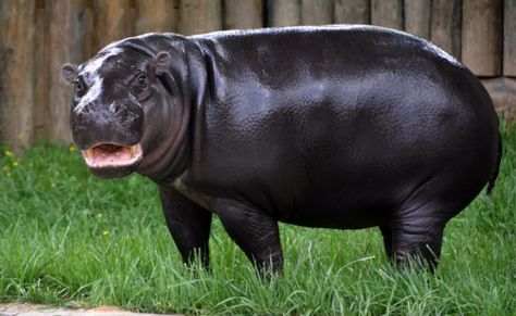 Pygmy Hippopotamus, Rare Species, African Safari, Hippopotamus, Freshwater Fish, Now Open, Sierra Leone, Sea Life, Pharmacy