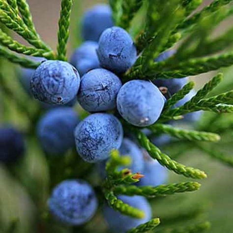 Juniper berries - The fruit often used as a spice in European cuisine due to its distinctive flavor. Most of the juniper berries even the ripened possess bitter taste. Forest Recipes, Juniper Flower, Juniper Oil, Juniper Essential Oil, Juniper Berry Essential Oil, Leaves Sketch, Juniperus Communis, Winter Berries, Juniper Berries