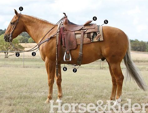 Ranch Riding Presentation - Horse&Rider Trail Riding Horses, Working Cow Horse, Ranch Riding, Horse Training Tips, Types Of Horses, Horse Tips, Dressage Horses, Horse Trailers, Horse Blankets