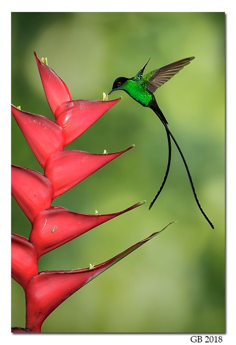 Hummingbird Jamaica, Jamaican Hummingbird, Costa Rica Animals, Doctor Bird, Hummingbirds Photography, Hummingbird Pictures, Quilt Applique, Hummingbird Art, Humming Bird