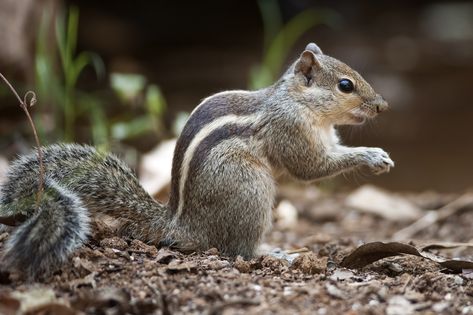 Indian Squirrel, Indian Palm Squirrel, Mangrove Forest, Cute Squirrel, Tropical Forest, Zoology, Rodents, Squirrels, Chipmunks