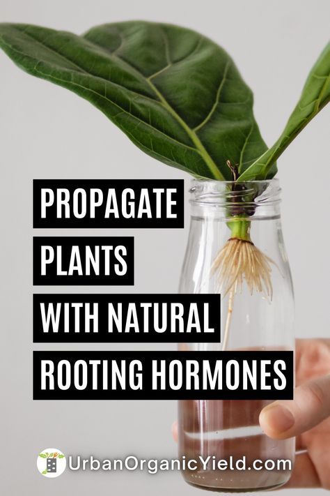 Did you know that natural rooting hormones can drastically improve your success rate when propagating plants? From willow water to honey and cinnamon, there are many ways to encourage healthy root growth without relying on synthetic chemicals. Root Growth Plants, Diy Root Stimulator For Plants, Rooting Hormone Diy, Replanting Succulents, Rooting Powder, Willow Water, Organic Root Stimulator, Propagate Plants, Grafting Plants