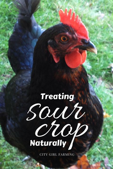 Sour Crop In Chickens, Drunken Chicken, Chicken Fence, Backyard Birds Sanctuary, Backyard Coop, Henny Penny, Raising Chicks, Backyard Chicken Farming, Chicken Health