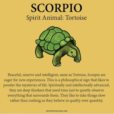 Scorpio Spirit Animal, Spirit Animal Meaning, Star Sign Art, Zodiac Characteristics, Aries And Scorpio, Zodiac Things, Zodiac Signs Chart, Scorpio Love, Spiritual Animal