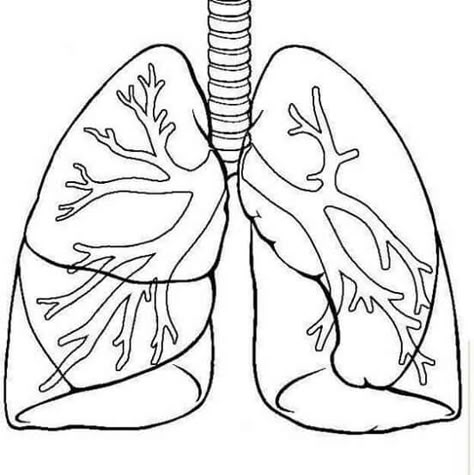 Dibujo pulmones para imprimir. Lungs Art Anatomy, Respiratory System Drawing, Teaching Body Systems, Lungs Drawing, Human Respiratory System, Human Body Science, Human Body Unit, Human Body Systems, Heart Drawing