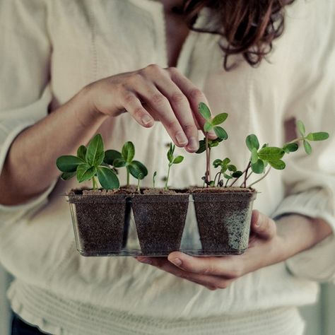 Starting Seeds Indoors, Arabic Language, Growing Herbs, Green Life, Seed Starting, Small Plants, Grow Your Own, Planting Seeds, Herb Garden