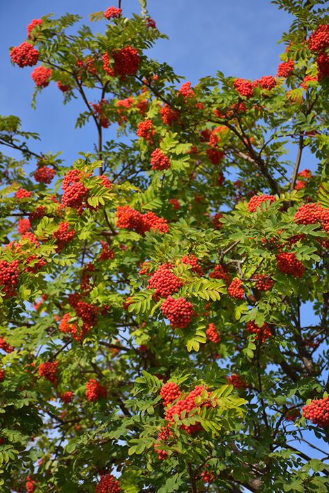 Click to view a full-size photo of European Mountain Ash (Sorbus aucuparia) at Landsburg Landscape Nursery Mountain Ash Tree, Sorbus Aucuparia, Dundas Ontario, Landscape Nursery, Rowan Tree, Fruits Photos, Mountain Ash, Ash Tree, Full Size Photo