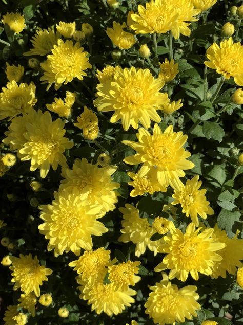 “Wilma Yellow” chrysanthemum Yellow Chrysanthemum Aesthetic, Chrysanthemum Aesthetic, Yellow Chrysanthemum, Flower Identification, Yellow Bouquets, Chrysanthemum Flower, Flower Therapy, 25th Birthday, Yellow Aesthetic