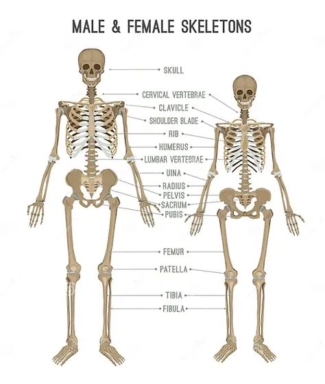 Female Anatomy Drawing, Male Skeleton, Female Skeleton, Human Skeleton Anatomy, Vinegar Benefits, Male Vs Female, Anatomy Bones, Skeleton Anatomy, Skeleton Drawings