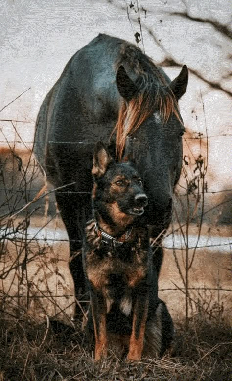 Two German Shepherd, Cute Horse Pictures, Funny Horses, Cute Animals Puppies, Really Cute Dogs, Horses And Dogs, Pretty Animals, Cute Animals Images, Shepherd Dogs