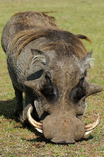 Warthog, moments before he charged me. | Brad | Flickr Regnul Animal, Wild Pig, Wild Kingdom, Unusual Animals, Rare Animals, African Wildlife, African Animals, Wildlife Animals, Weird Animals