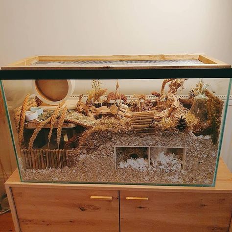 Natural Gerbil Cage Ideas, Mouse Cages Ideas, Natural Hamster Habitat Ideas, Glass Hamster Cage Ideas, Glass Hamster Cage, Hamster Fish Tank Cage, Hamster Diy Cage Ideas, 55 Gallon Hamster Tank, Good Hamster Cage