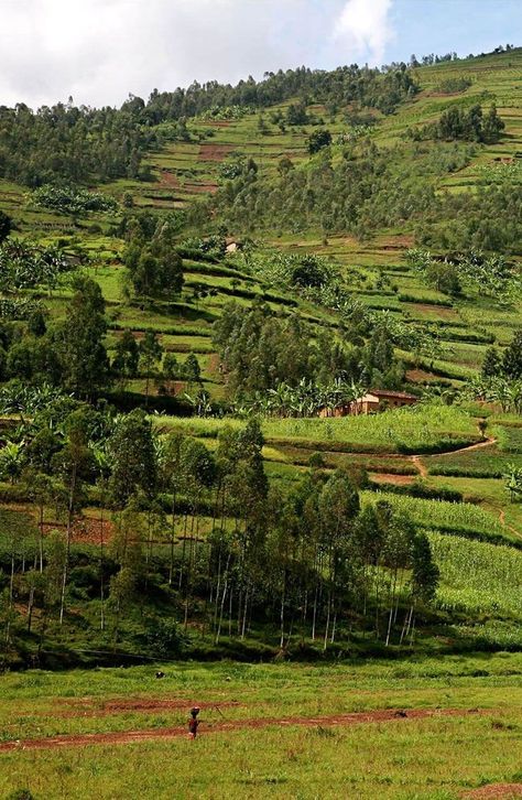 Rwanda Africa, African Luxury, Tea Estate, Western Sahara, Dream Future, African Travel, Mountain Gorilla, Tea And Coffee, Aquascaping