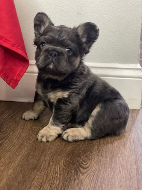 Brown Fluffy Frenchie, Fuzzy French Bulldog, Fluffy Frenchie Full Grown, Fluffy French Bulldog Full Grown, Fluffy Frenchie Puppy, Fluffy Frenchie, Fluffy French Bulldog, Cute Frenchies, Cute Bulldog Puppies