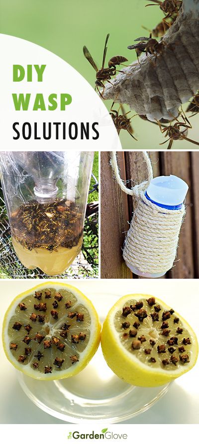 DIY Wasp Traps & Solutions for the Backyard | The Garden Glove Paper Wasp, Wasp Trap, Wasp Traps, Have Inspiration, Gardening Gloves, Garden Pests, Wasp, Great Ideas, Diy Backyard