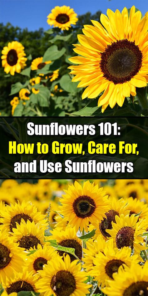 Sunflowers 101: How to Grow, Care For, and Use Sunflowers - Golly Gee Gardening Sunflower Trellis Ideas, Sunflower Garden Ideas Flower Beds, Growing Sunflowers Outdoors, Growing Sunflowers From Seed, Perenial Garden, Cactus Ideas, Full Sun Flowers, Sunflower Farm, Trellis Garden