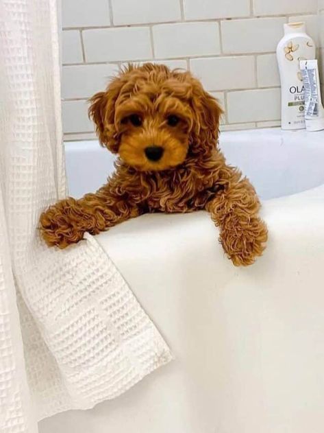 Top 3 Cavapoo Behavior Problems | Poodle Mix Club Cavapoochon Haircuts, Cavapoochon Grooming Styles, Cavapoo Puppy Haircut, Cavapoo Mini, Cavapoo Haircut Styles Teddy Bear, Cavapoo Teddy Bear Haircut, Cavapoo Grooming Styles, Teddy Bear Cut Cavapoo, Cavapoo Haircut Styles