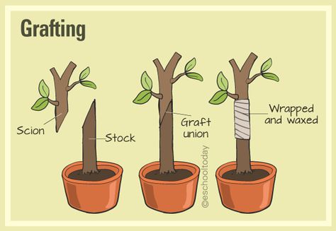 What is grafting in artificial propagation? Here is more: #grafting #vegetative-propagation #reproduction #plantscience #vegetative http://eschooltoday.com/science/asexual-reproduction/what-is-artificial-vegetative-propagation.html Vegetative Propagation Plants, Asexual Plants, Asexual Reproduction In Plants, Propogating Plants, Plant Reproduction, Asexual Reproduction, Vegetative Reproduction, Garden Bonsai Tree, Diy Wall Design