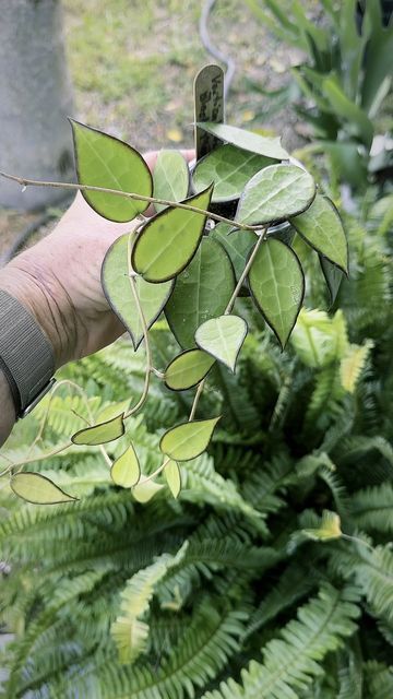 Hoya Acuta Variegata, Types Of Hoya Plants, Hoya Carmelae, Hoya Varieties, Dark Plants, Minimalist Cottage, Rare Hoya, Plant Friends, Plant Room Ideas