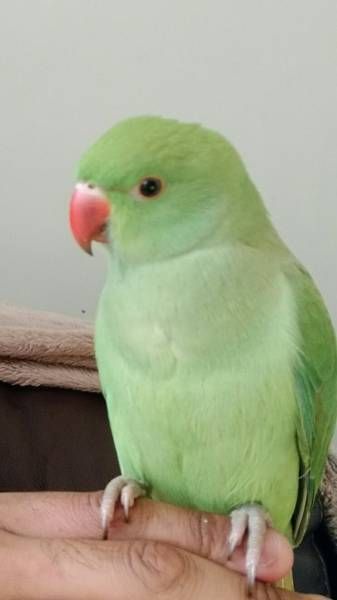 LOST INDIAN RINGNECK PARAKEET: 09/05/2017 - Bordesley Green, Birmingham, West Midlands, England, United Kingdom. Ref#: L30036 - #ParrotAlert #LostBird #LostParrot #MissingBird #MissingParrot #LostIndianRingneckParakeet #MissingIndianRingneckParakeet Aesthetic Parrot, Green Parrot Bird, Green Parrot Aesthetic, Pet Parrot Aesthetic, Pet Parakeet Aesthetic, Ringneck Parrot, Budgies Parrot, Alexandrine Parrot, Midlands England