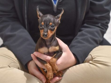 Explore the costs of owning a Miniature Pinscher, from initial purchase to ongoing care. Perfect for potential Min Pin owners planning their budget!  #MiniaturePinscher #MinPinCosts #PetBudgeting #PuppyExpenses #MinPinLove #DogOwnership #PetCareTips #FurryFriendFinance #DogLovers #MiniPinscherLife Min Pin Puppies, Min Pin Dogs, Miniature Pinscher Dog, Mini Pinscher, Dog Things, Min Pin, Miniature Dogs, Very Cute Dogs, Miniature Pinscher